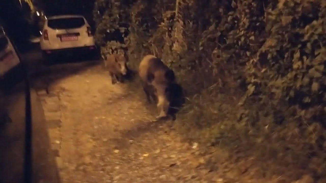 vaddisznok a varosban