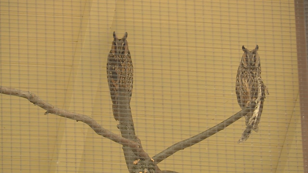 budai hirado 2024 januar 5