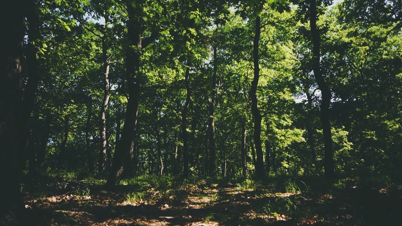 klimabarat lepesek