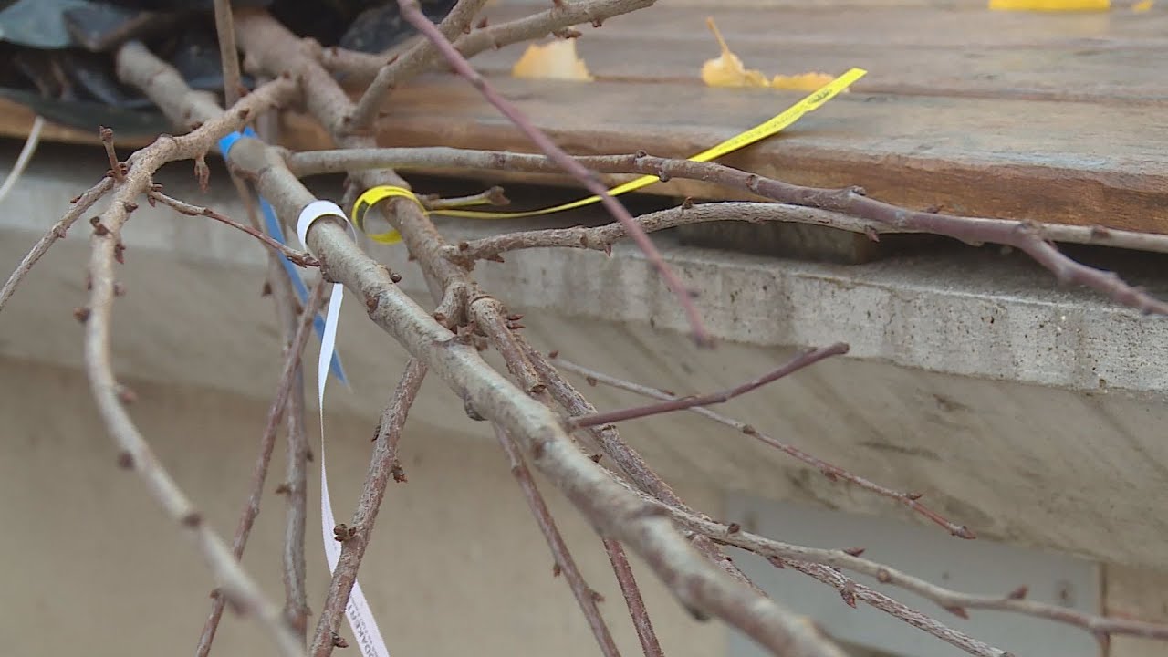 folytatodik a gyumolcsozo hegyvi