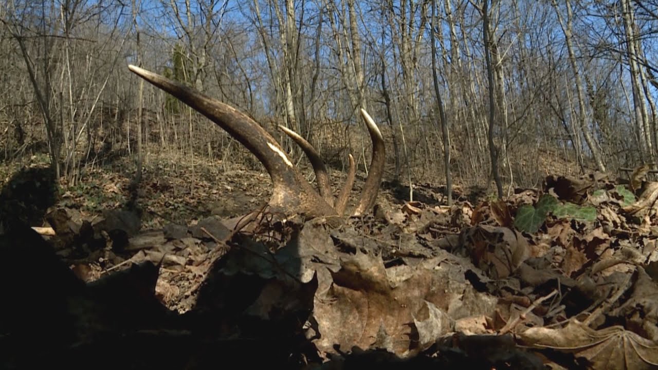 tilos az engedely nelkuli agancs