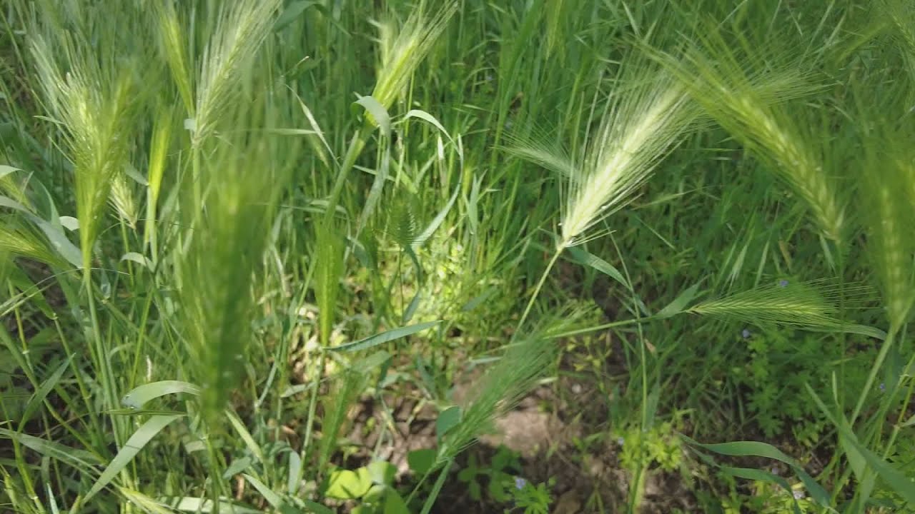 veszelyes gyomnoveny elkezdodott