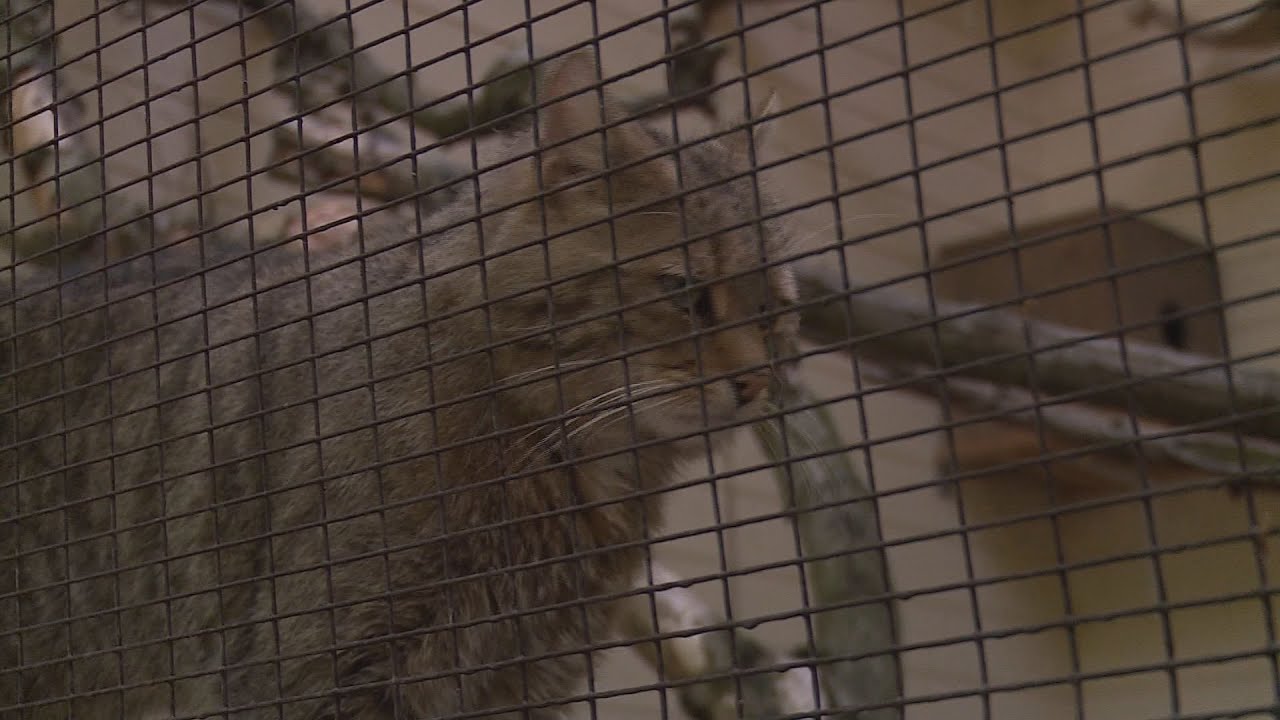 a budakeszi vadaspark es a herma