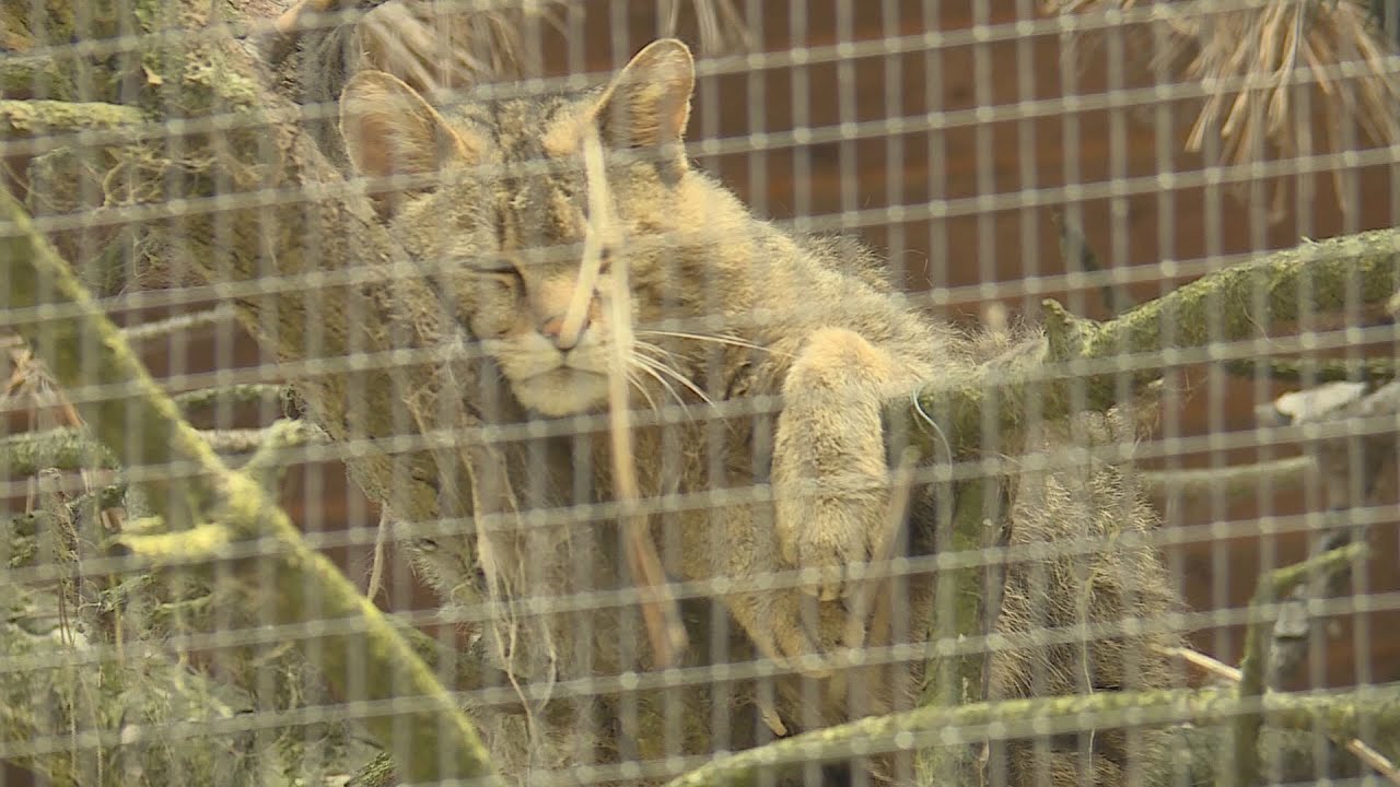 budai hirado 2024 junius 13