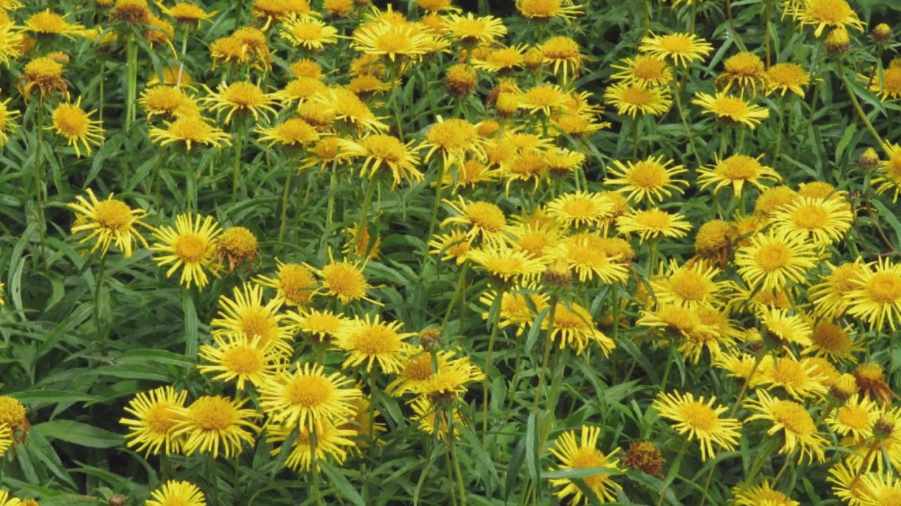 budai hirado 2024 junius 20