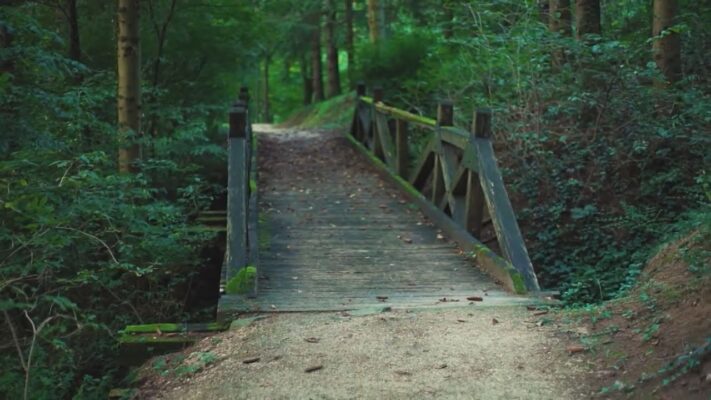 fuss az erdesz szemevel