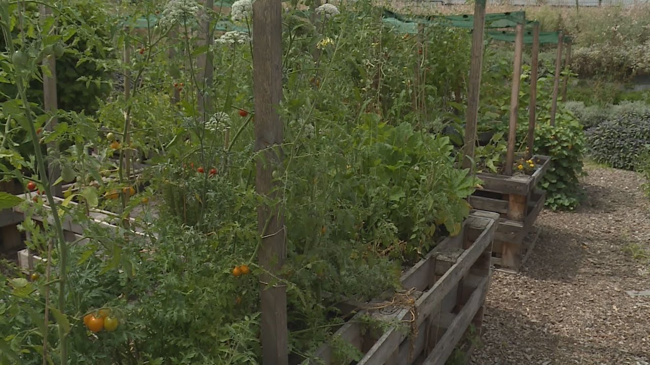 a kozossegi kert el es virul