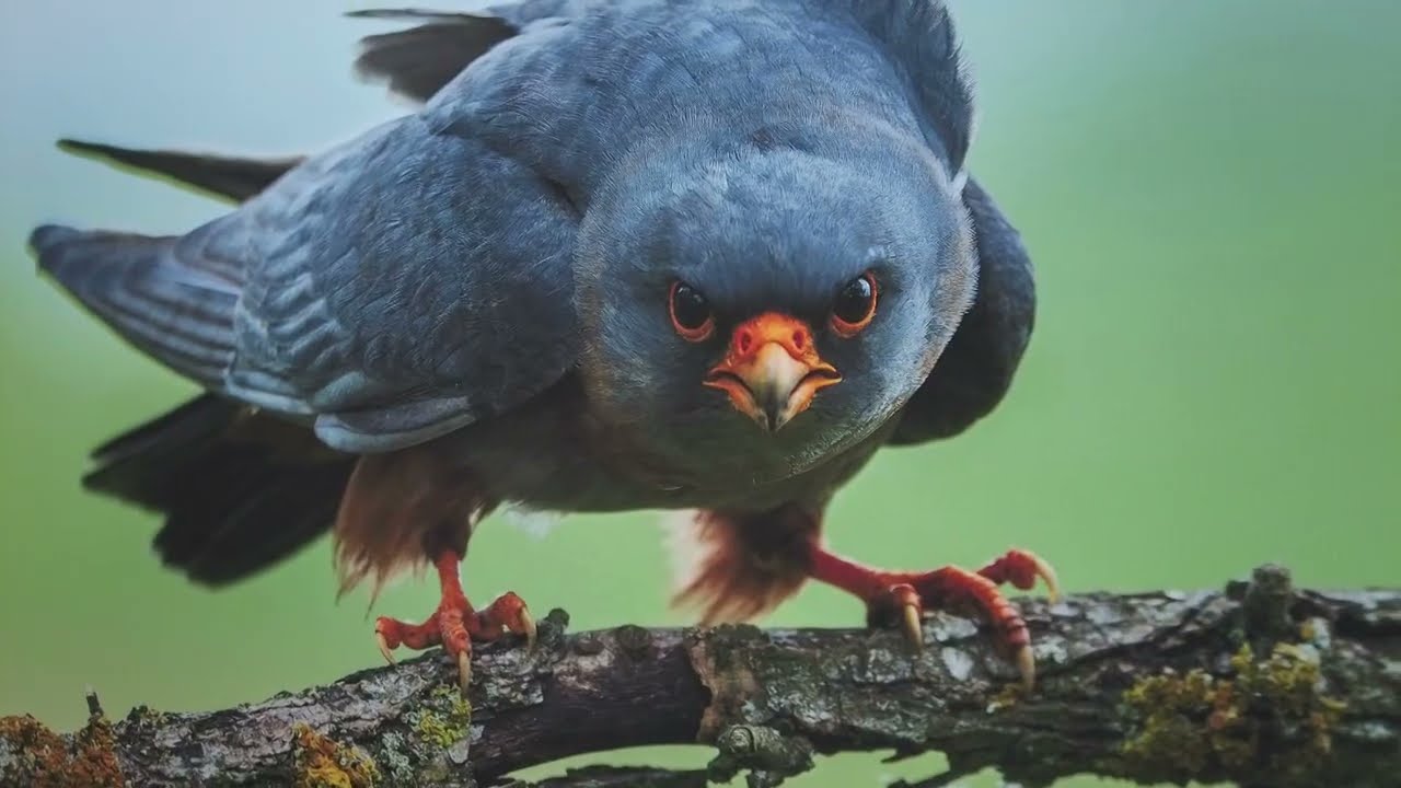 az allatvilag legerdekesebb pill