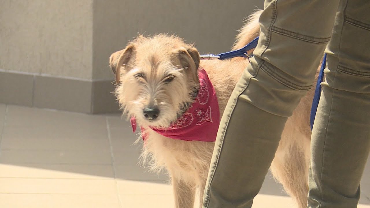 budai hirado 2024 augusztus 13