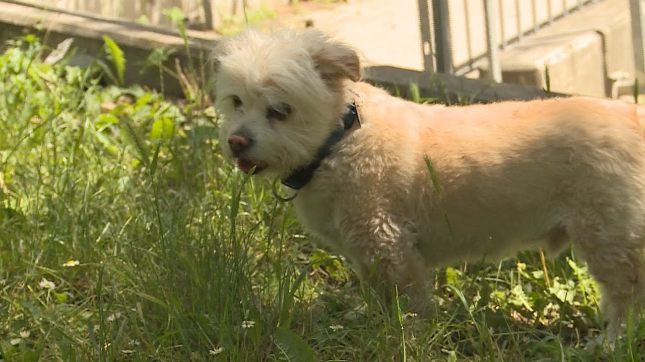 toklasz veszely a gazdik figyelm