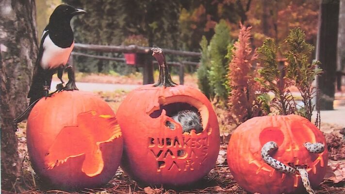 halloween batorsagproba a vadasp
