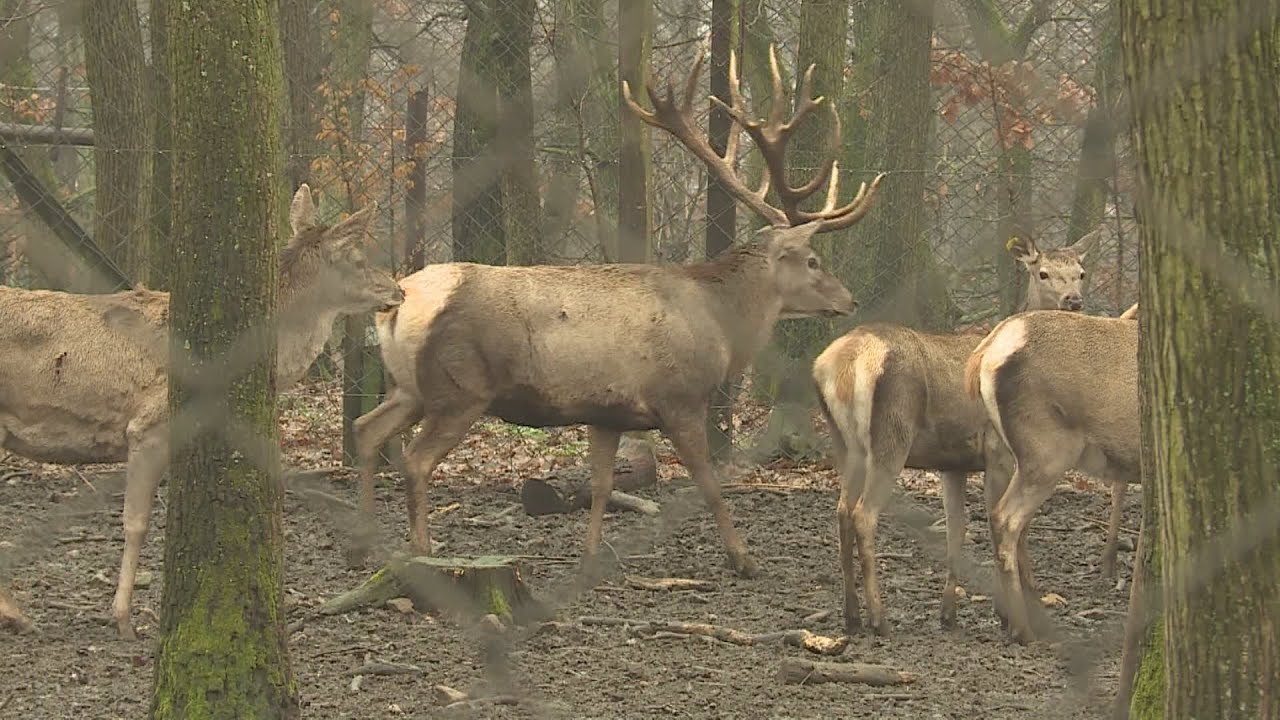 specialis szakvezetesek a budake