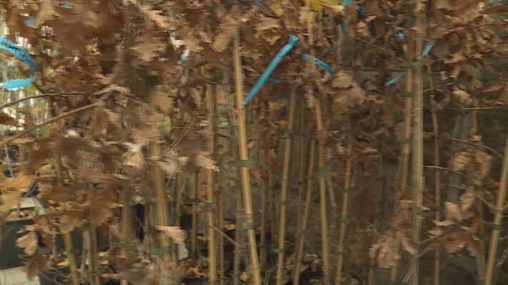 fapotlas tobb mint 200 oshonos s