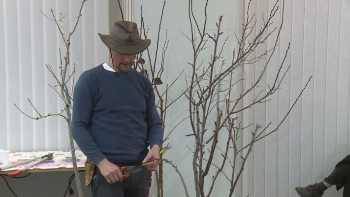 metszoollora fel