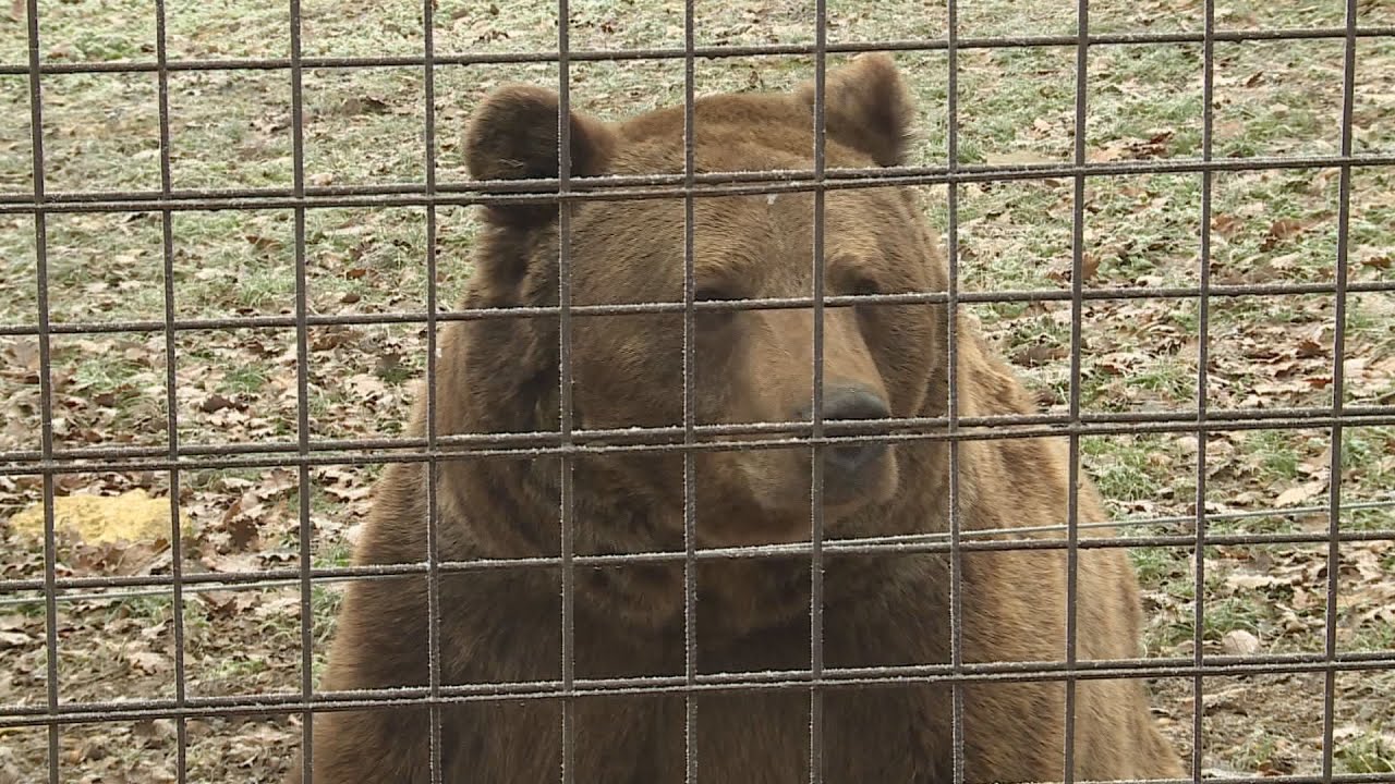 tavasz joslat nem bujt vissza a