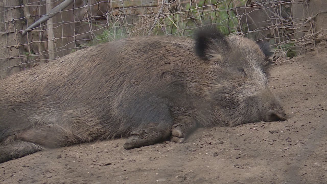vaddiszno helyzet a keruletben t