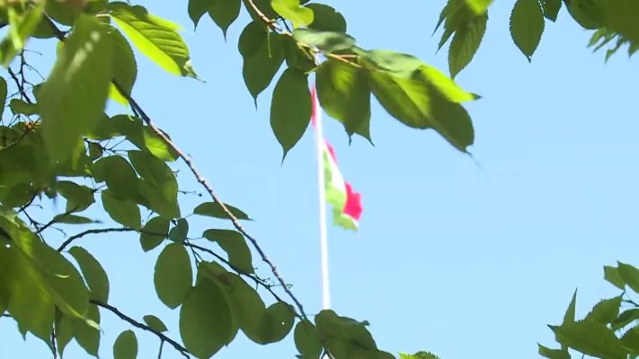 pollenallergia korabban jelentke