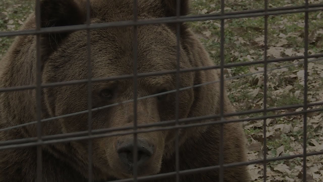 a budakeszi vadasparkban kulonle