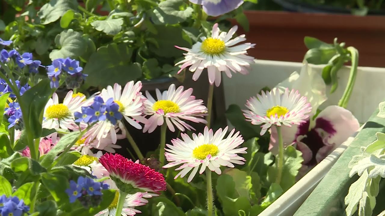 strategia keszul a biologiai sok