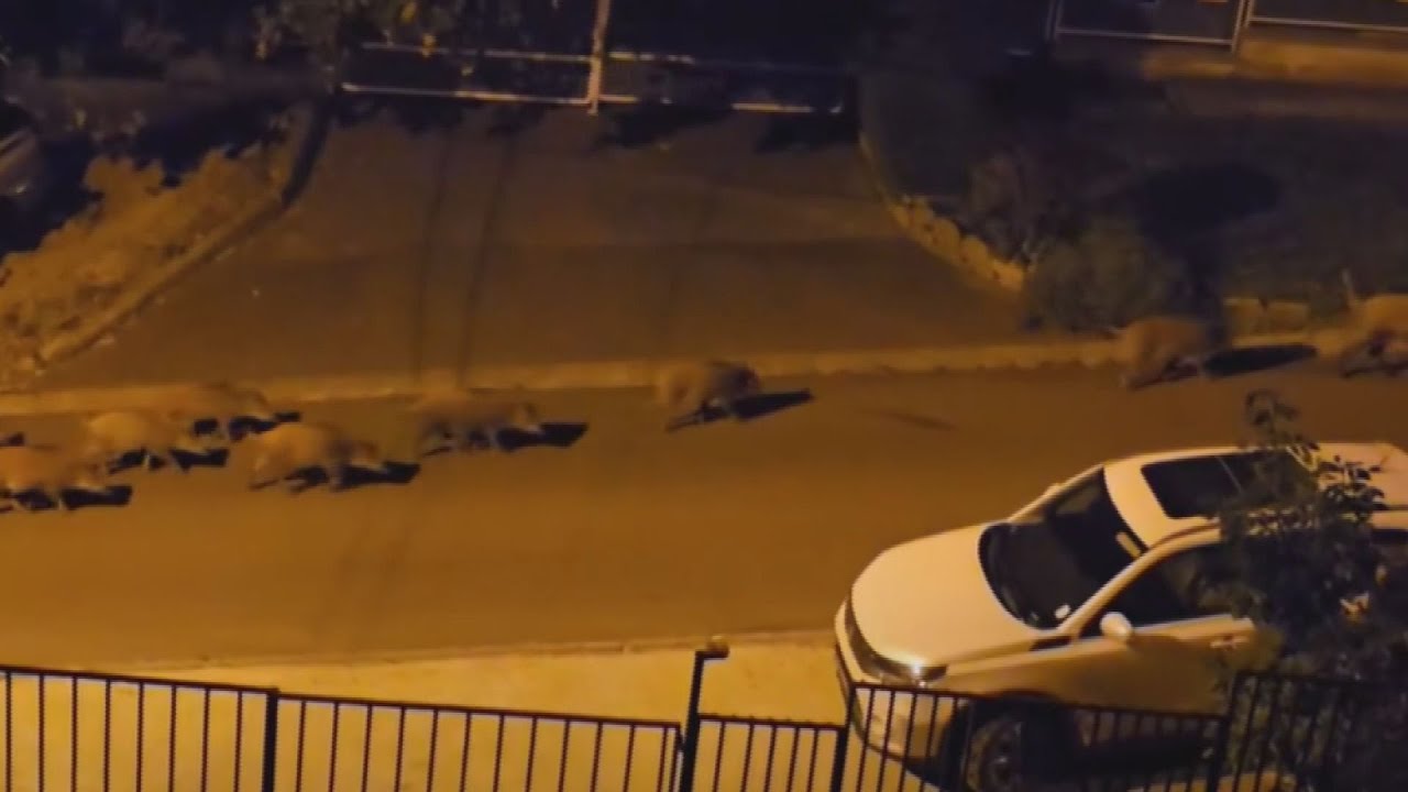 vaddiszno helyzet a budai kerule