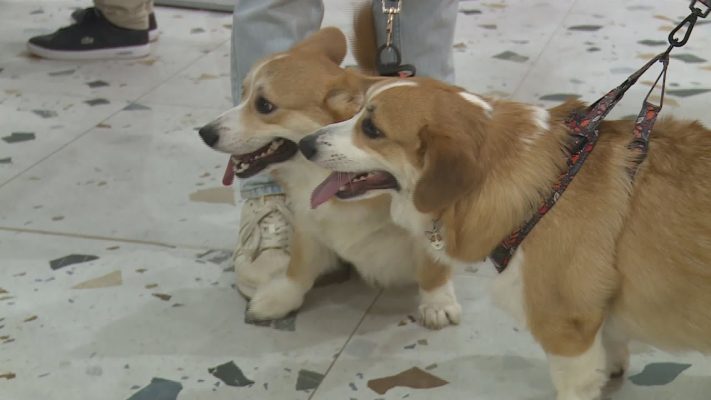 corgi talalkozo 100 nal is tobb