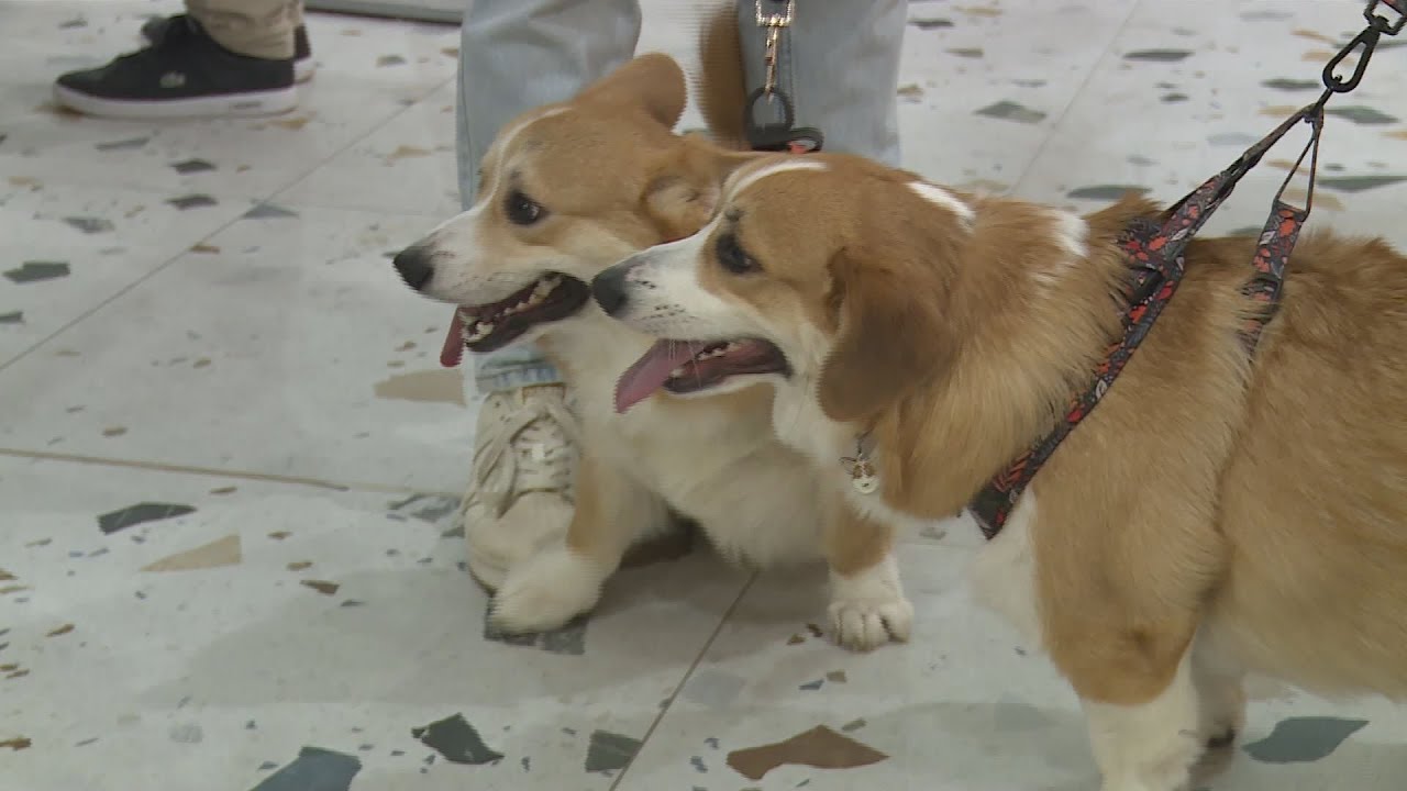 corgi talalkozo 100 nal is tobb