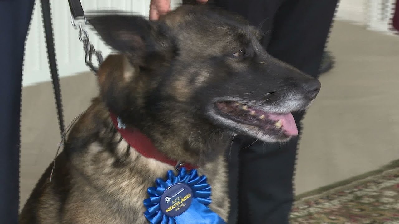 elismeresek az allatok vilagnapj