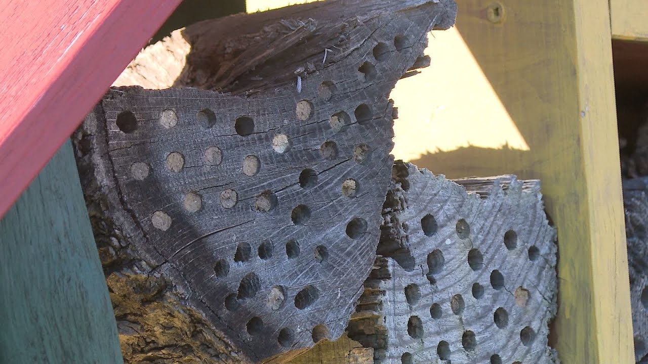 kornyezetismereti es kulturtorte