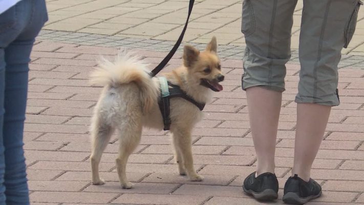 buda tv kozos ugyunk az allatved