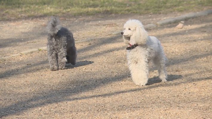 budai hirado 2025 november 26