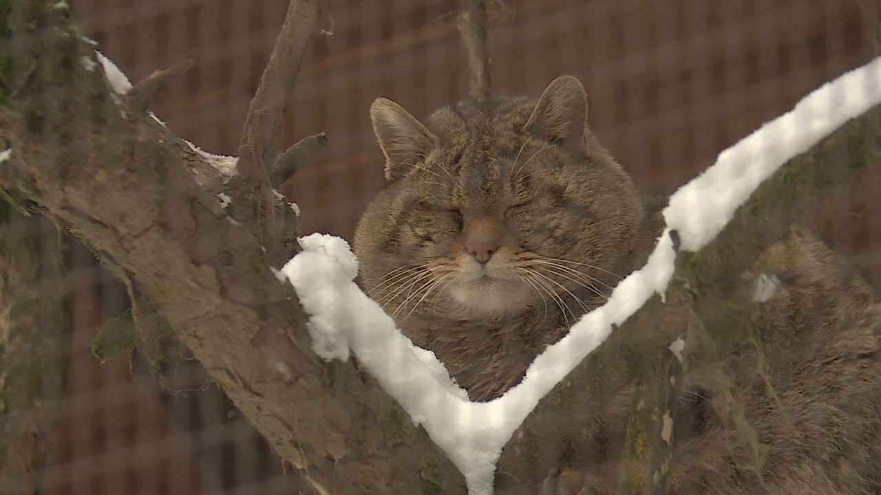 a 30 centis hotakarot is elvezik