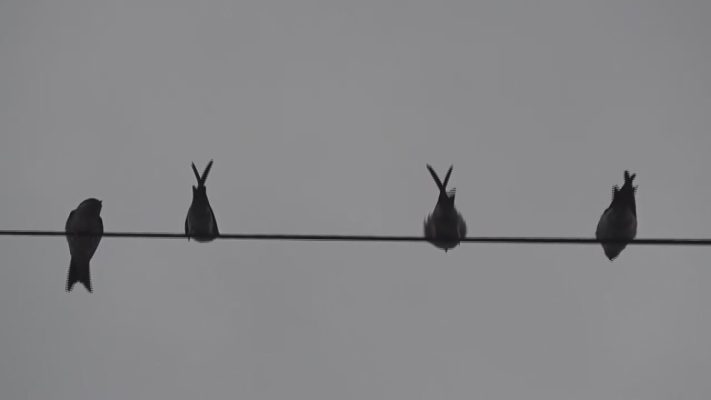 a hegyvideki zold iroda 2026 ban