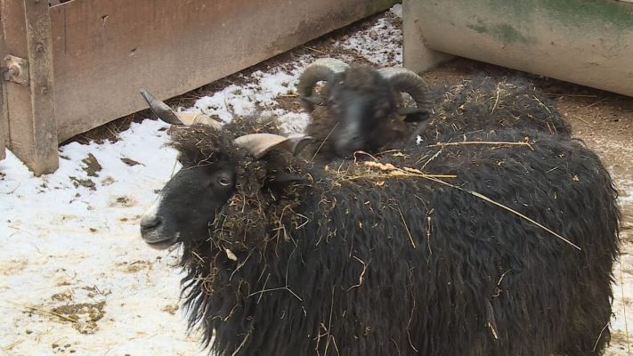 allati napok a budakeszi vadaspa