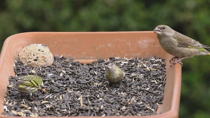 budai hirado 2026 januar 21