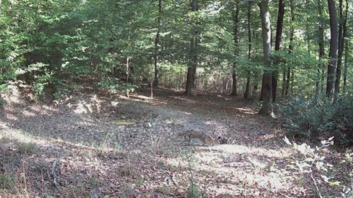 budai hirado 2026 januar 28