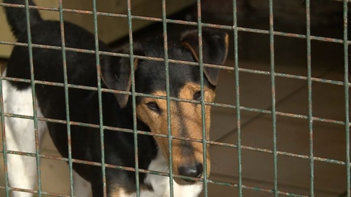 ket hetig adhatjak le palyazatai