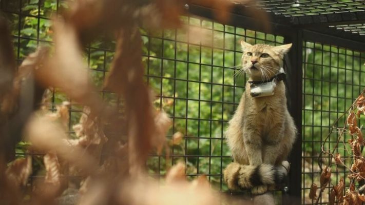 vadmacskak a budai erdokben mar